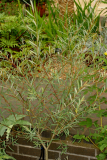 Salix purpurea 'Nana' RCP7-06 152.jpg